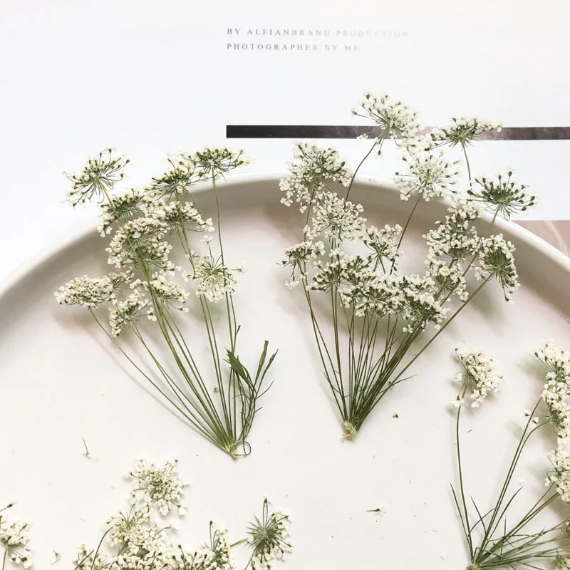 Craft Embellishments - 5-7cm/12pcs, 지점이있는 눈 작은 꽃, 말린