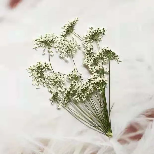 5-7cm/12pcs, 지점이있는 눈 작은 꽃, 말린  - Craft Embellishments 리뷰 및 가격