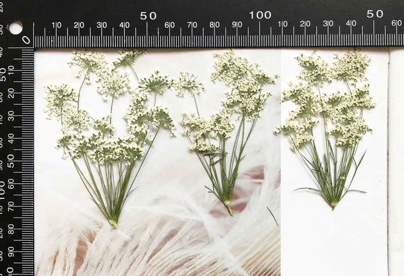 5-7cm/12pcs, 지점이있는 눈 작은 꽃, 말린  - Craft Embellishments 리뷰 및 가격
